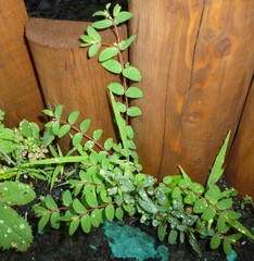 Euphorbia vermiculata