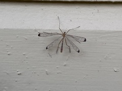 Hylobittacus apicalis
