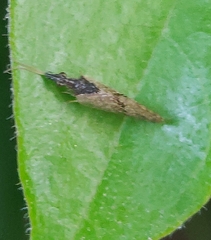 Sympherobius barberi