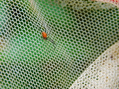 Theridion quadratum