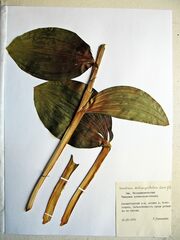 Veratrum grandiflorum