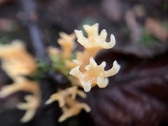 Ramariopsis crocea