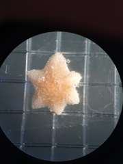 Aquilonastra