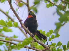Melopyrrha violacea