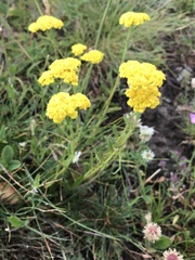 Achillea tomentosa