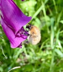 Bombus muscorum