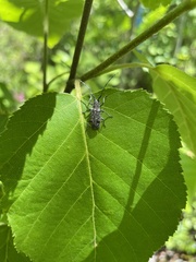 Aegomorphus modestus