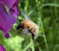 Bombus muscorum