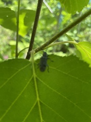 Aegomorphus modestus