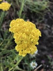 Achillea tomentosa