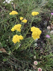 Achillea tomentosa