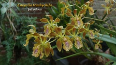 Encyclia trachychila