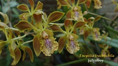 Encyclia trachychila