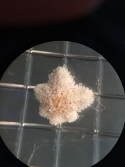 Aquilonastra