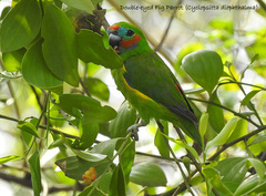 Cyclopsitta diophthalma