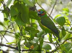 Cyclopsitta diophthalma