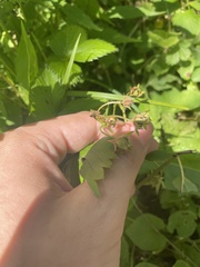 Fragaria vesca americana