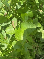 Fragaria vesca americana