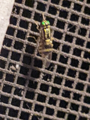 Oxycera variegata