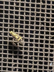 Oxycera variegata