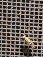 Oxycera variegata