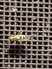 Oxycera variegata