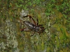 Duolandrevus coulonianus