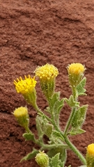 Perityle tenella
