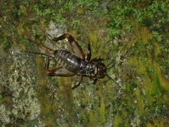 Duolandrevus coulonianus