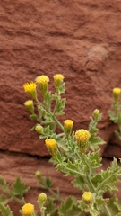Perityle tenella