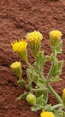 Perityle tenella