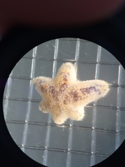 Aquilonastra
