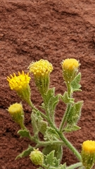Perityle tenella