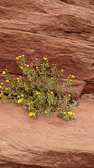 Perityle tenella