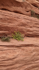 Perityle tenella