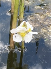 Sagittaria rigida