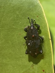 Sphenophorus callosus