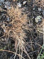Poa perconcinna