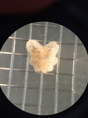 Aquilonastra