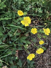 Potentilla grandiflora
