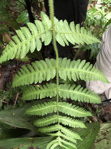 Lonchitis hirsuta image