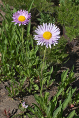 Erigeron glacialis glacialis