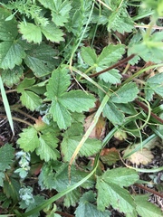 Potentilla grandiflora