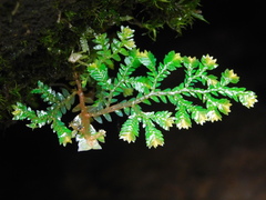 Selaginella willdenowii