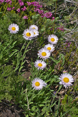 Erigeron glacialis glacialis