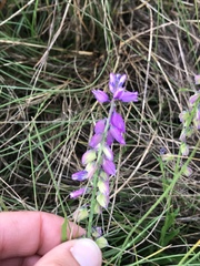 Polygala comosa