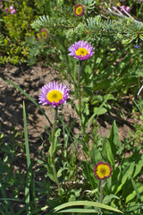 Erigeron glacialis glacialis