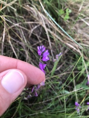 Polygala comosa