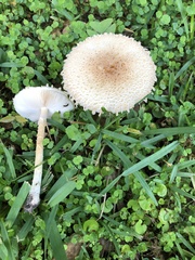 Saproamanita nauseosa