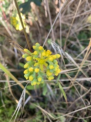 Petrosedum forsterianum